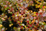 Exploring the Wellness Wonders of Berberis Aristata: A Treasure Trove of Health Benefits